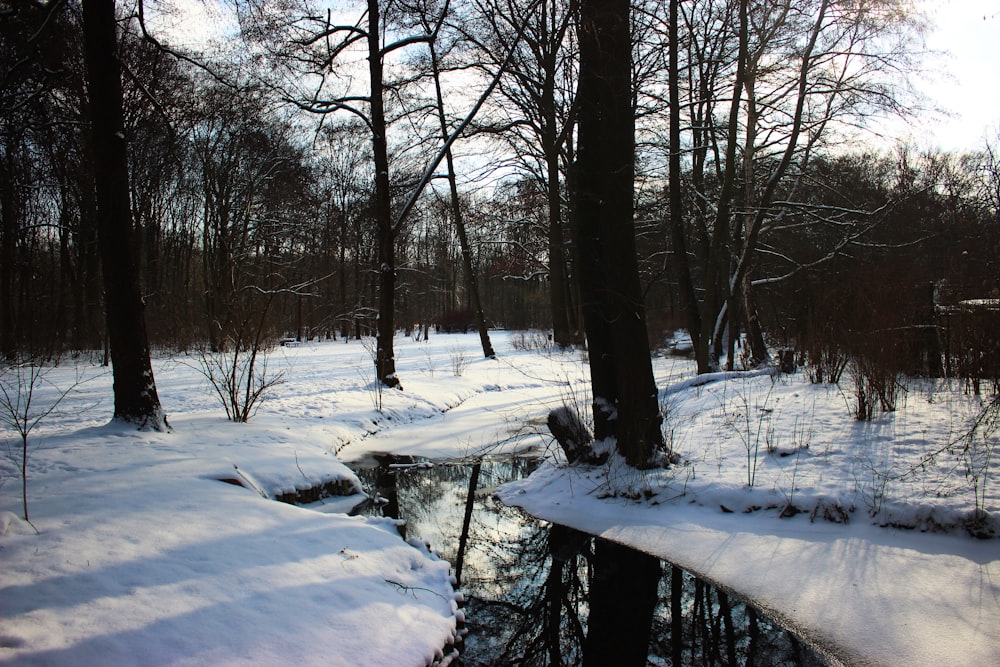 a snowy forest with a stream