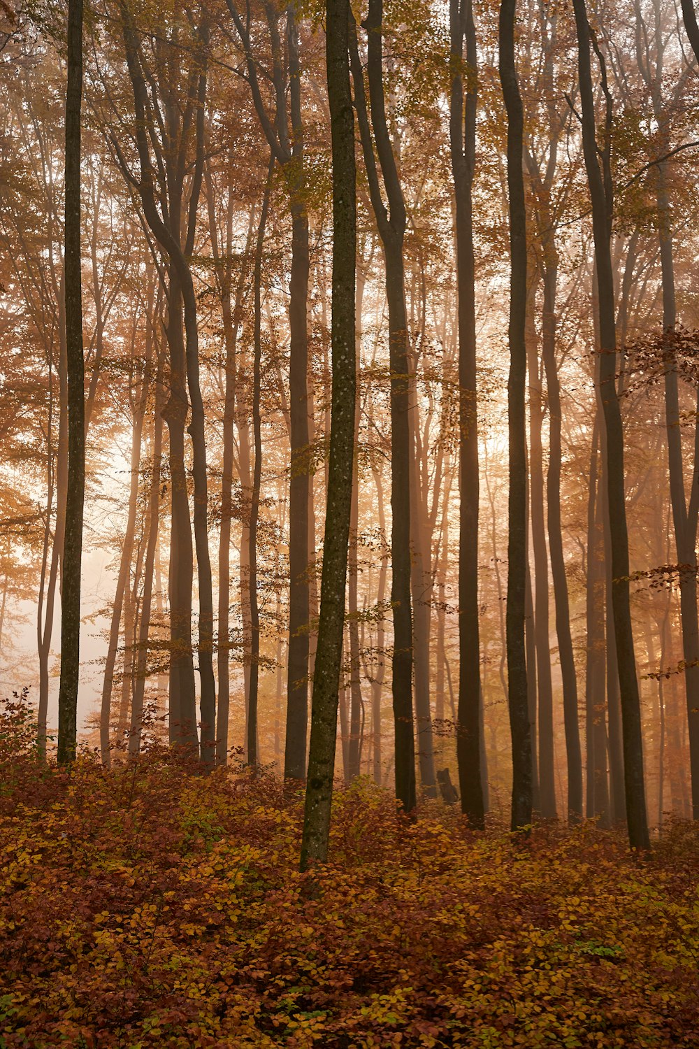 a forest of tall trees