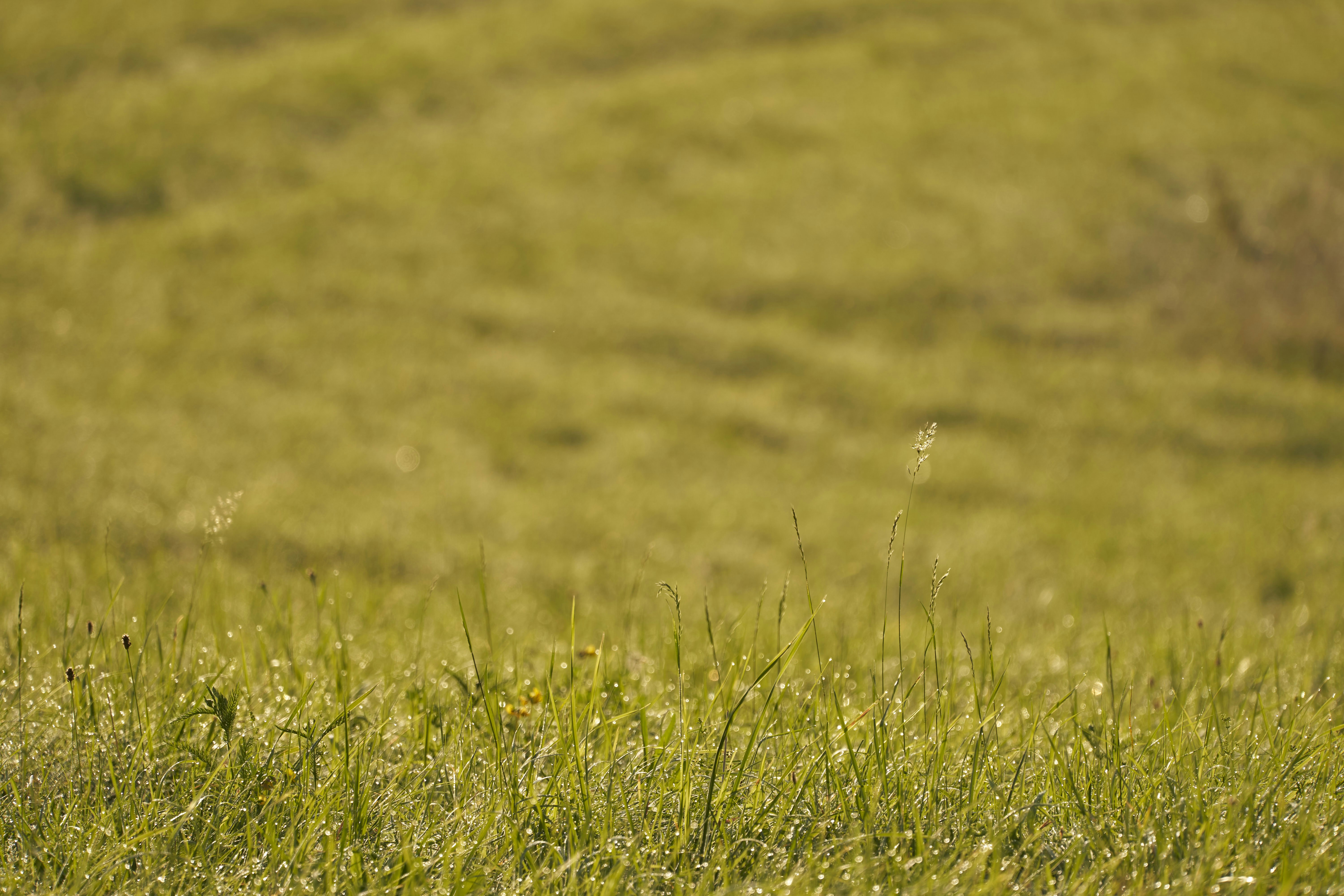 Photo by wolfgang_hasselmann