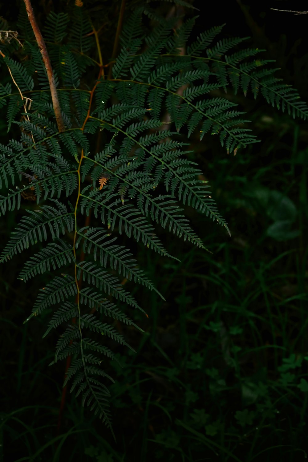 a close up of a tree