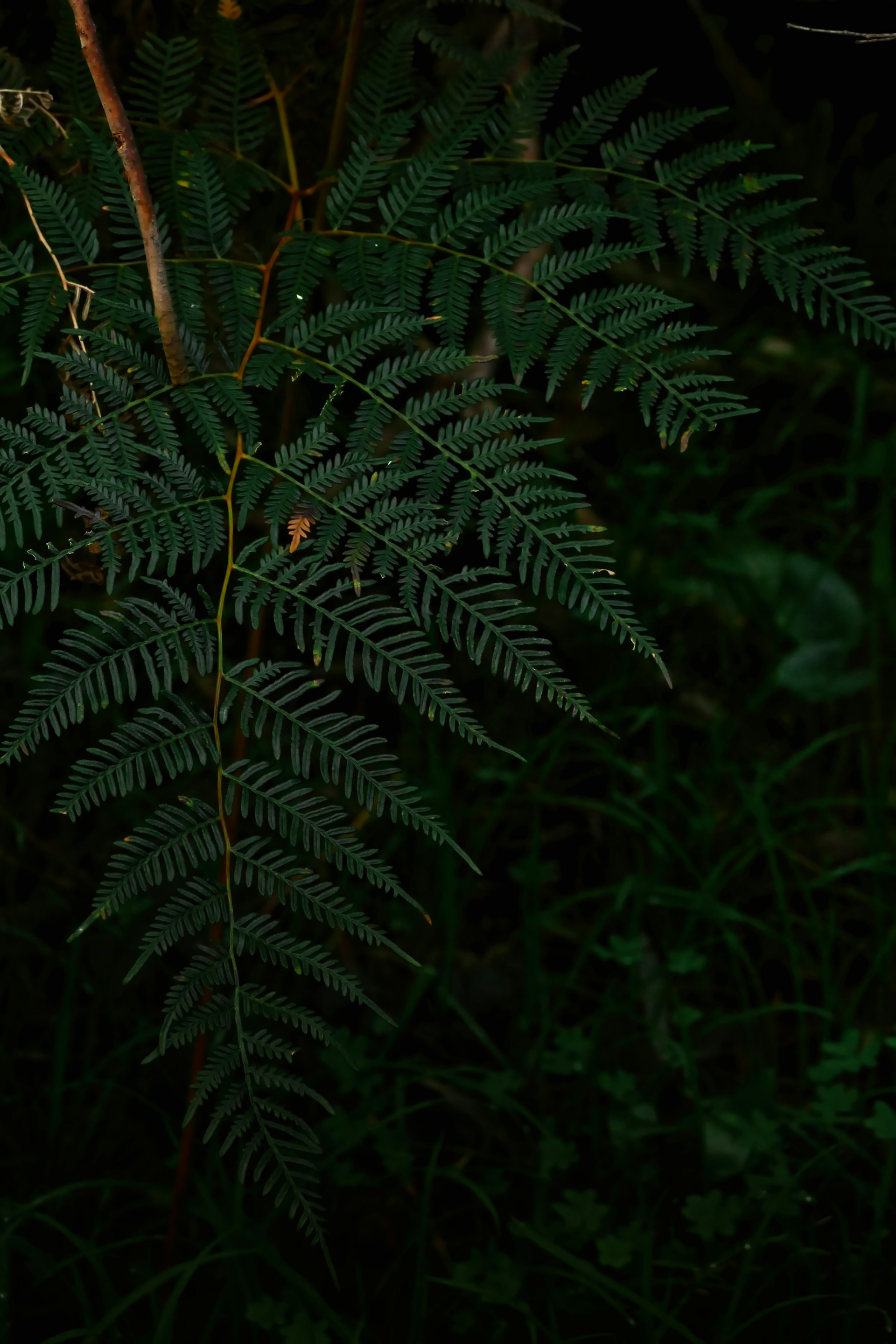 a close up of a tree