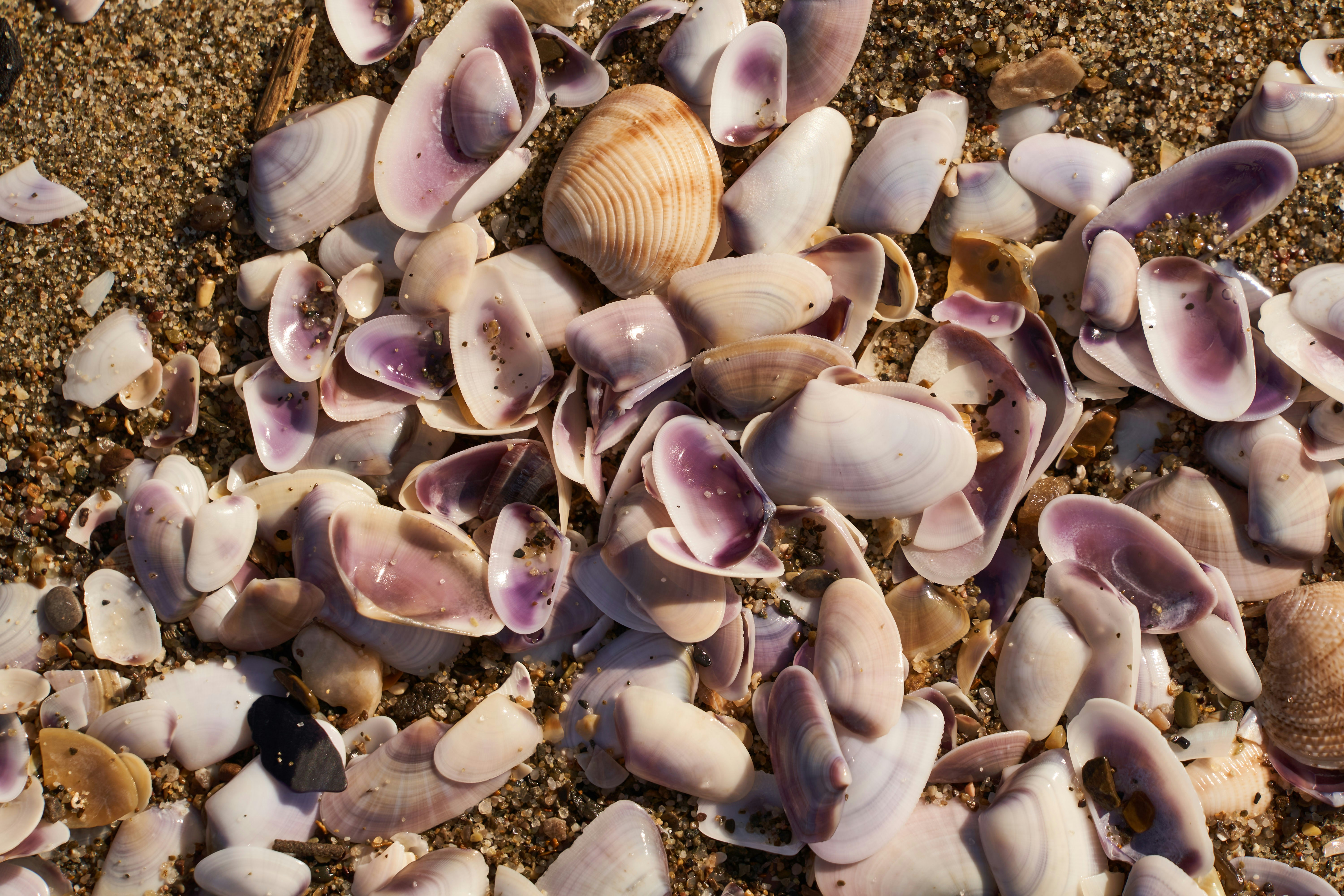 Photo by wolfgang_hasselmann