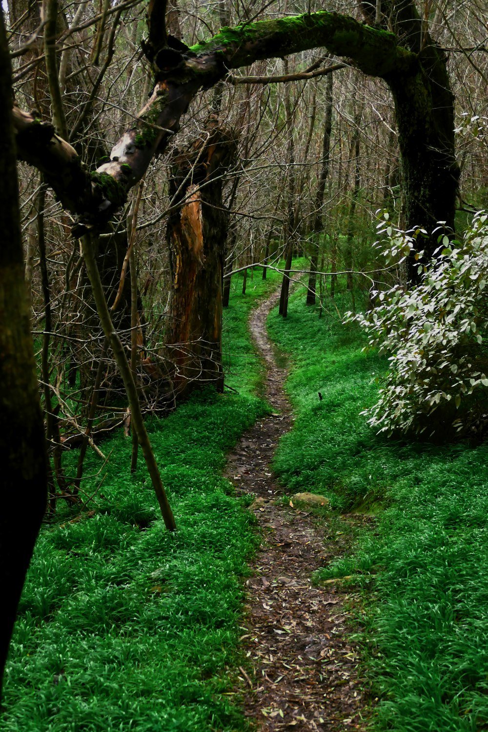 a path through a forest