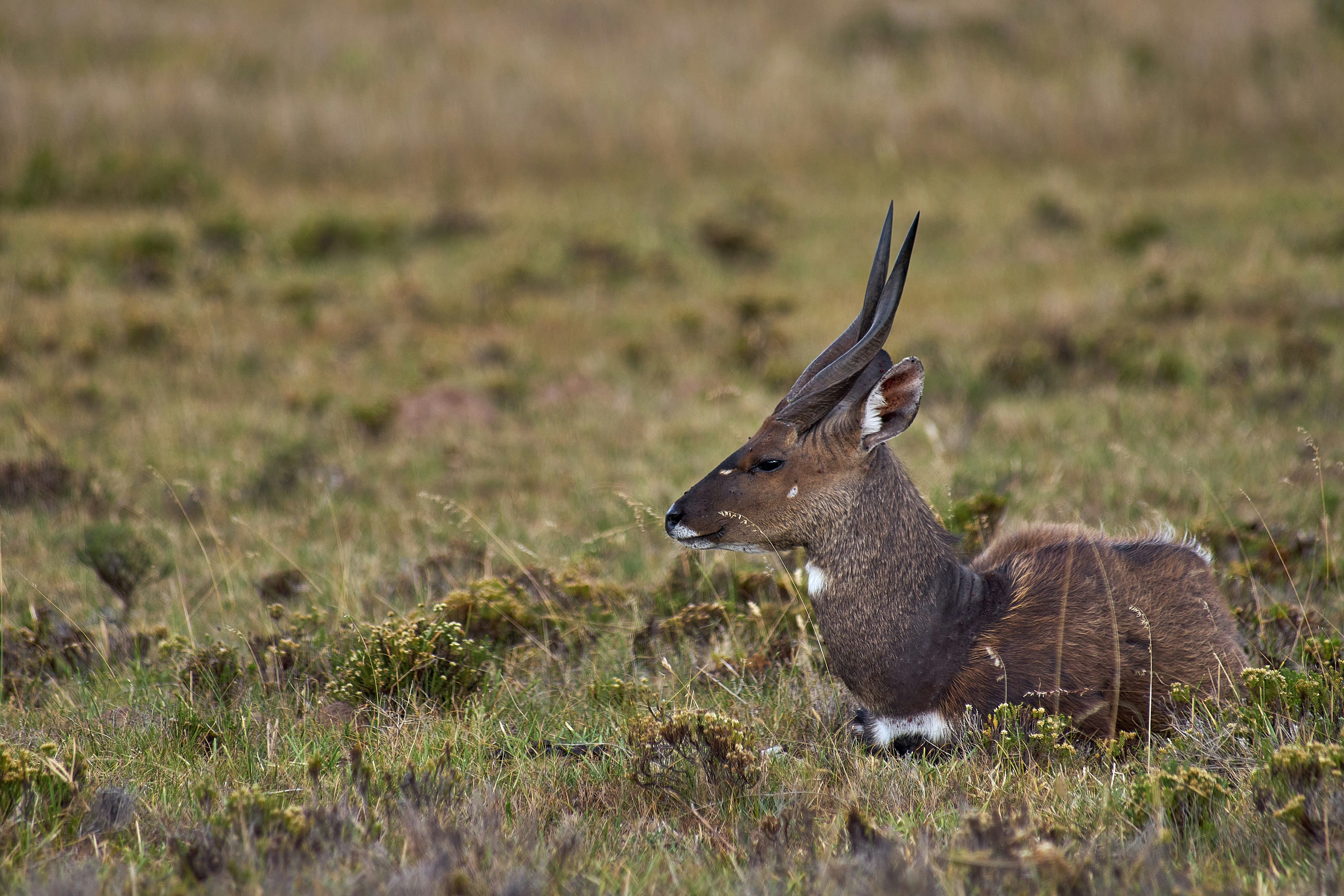 Photo by wolfgang_hasselmann