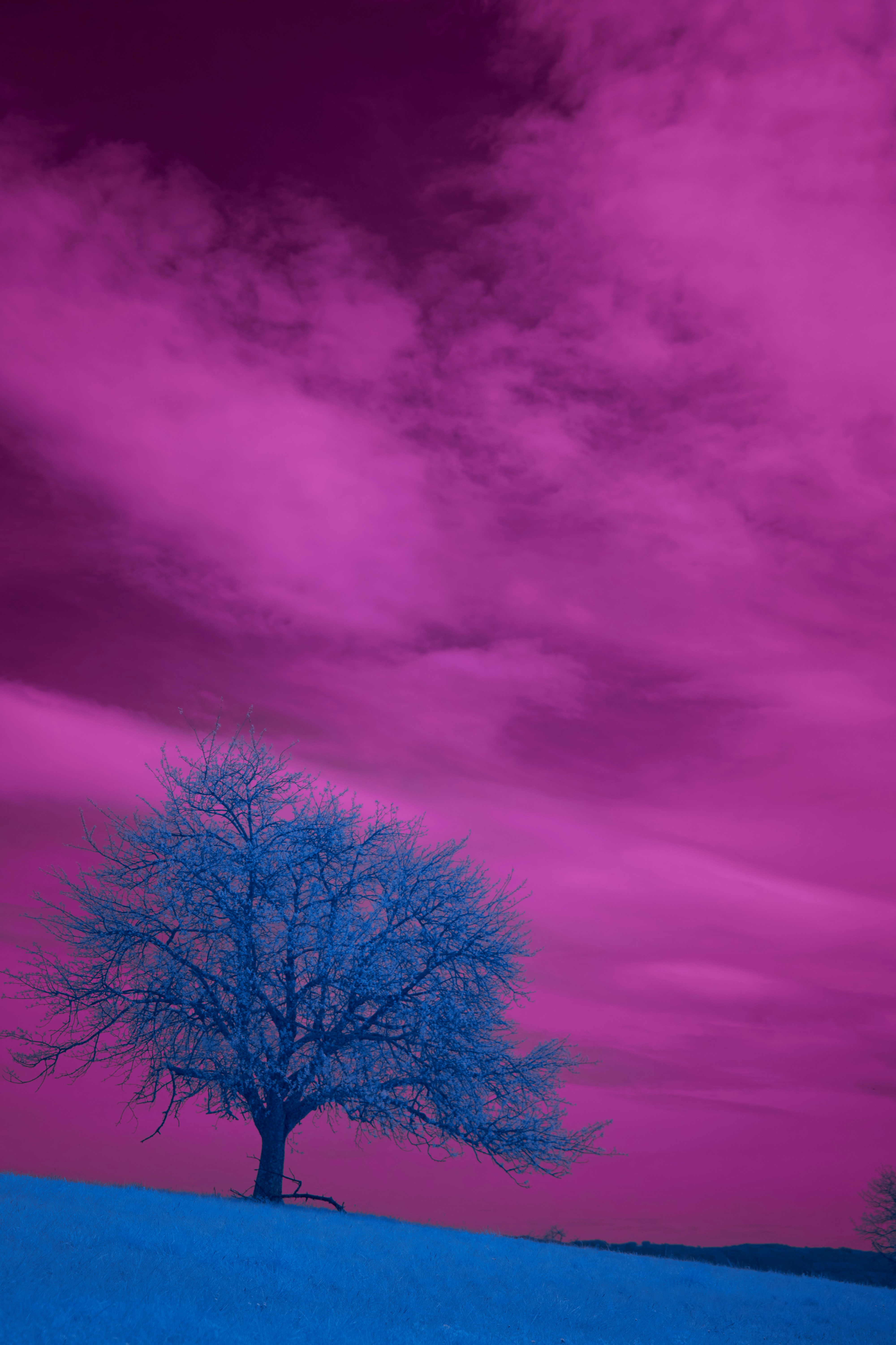 Photo by wolfgang_hasselmann