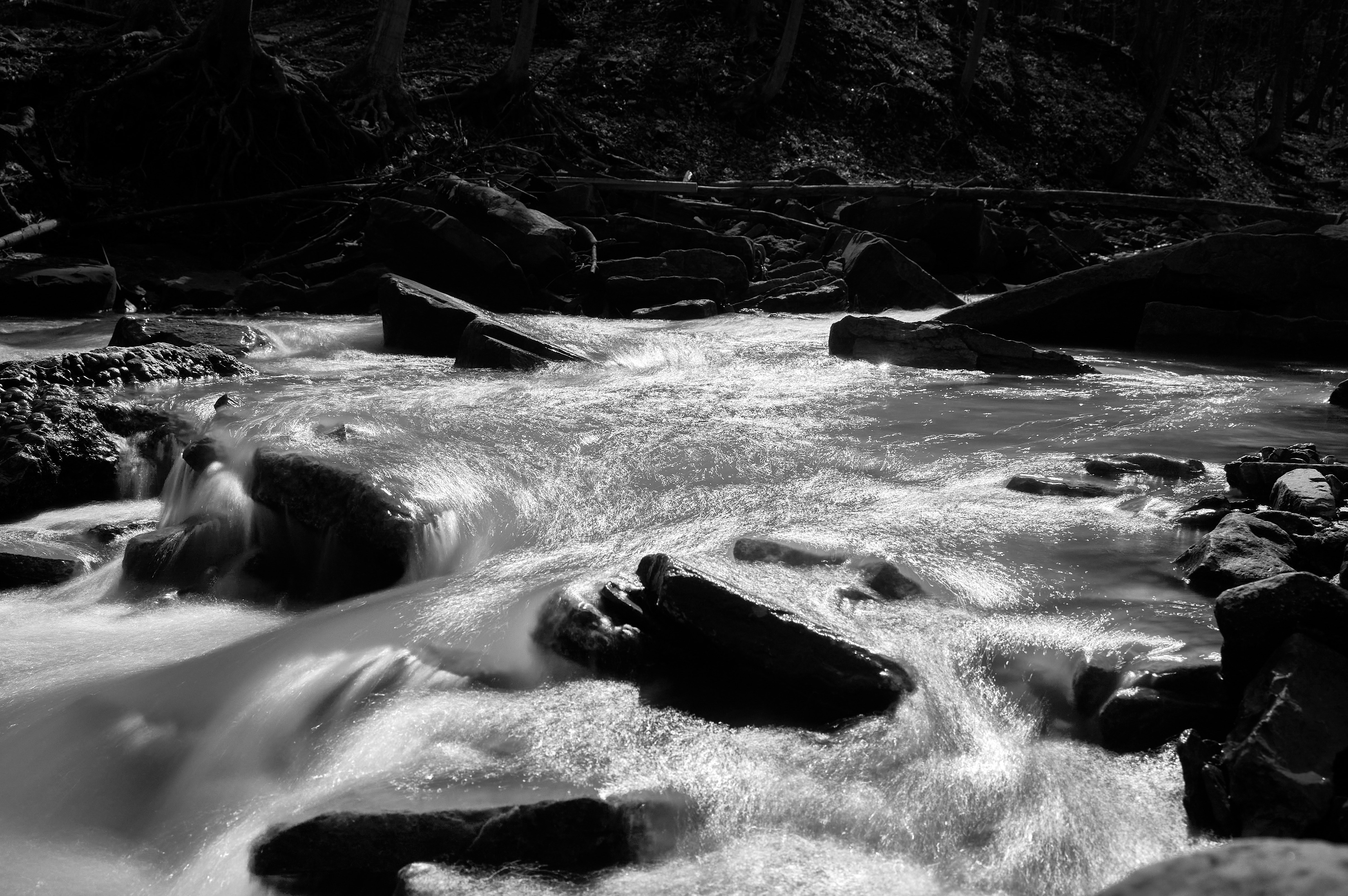 Photo by wolfgang_hasselmann