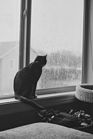 A black and white photo of a cat sitting on a windowsill, gazing outside through glass covered with raindrops. The room appears cozy with a soft bed and a cat tree visible. The outside view is blurred, showing outlines of houses.