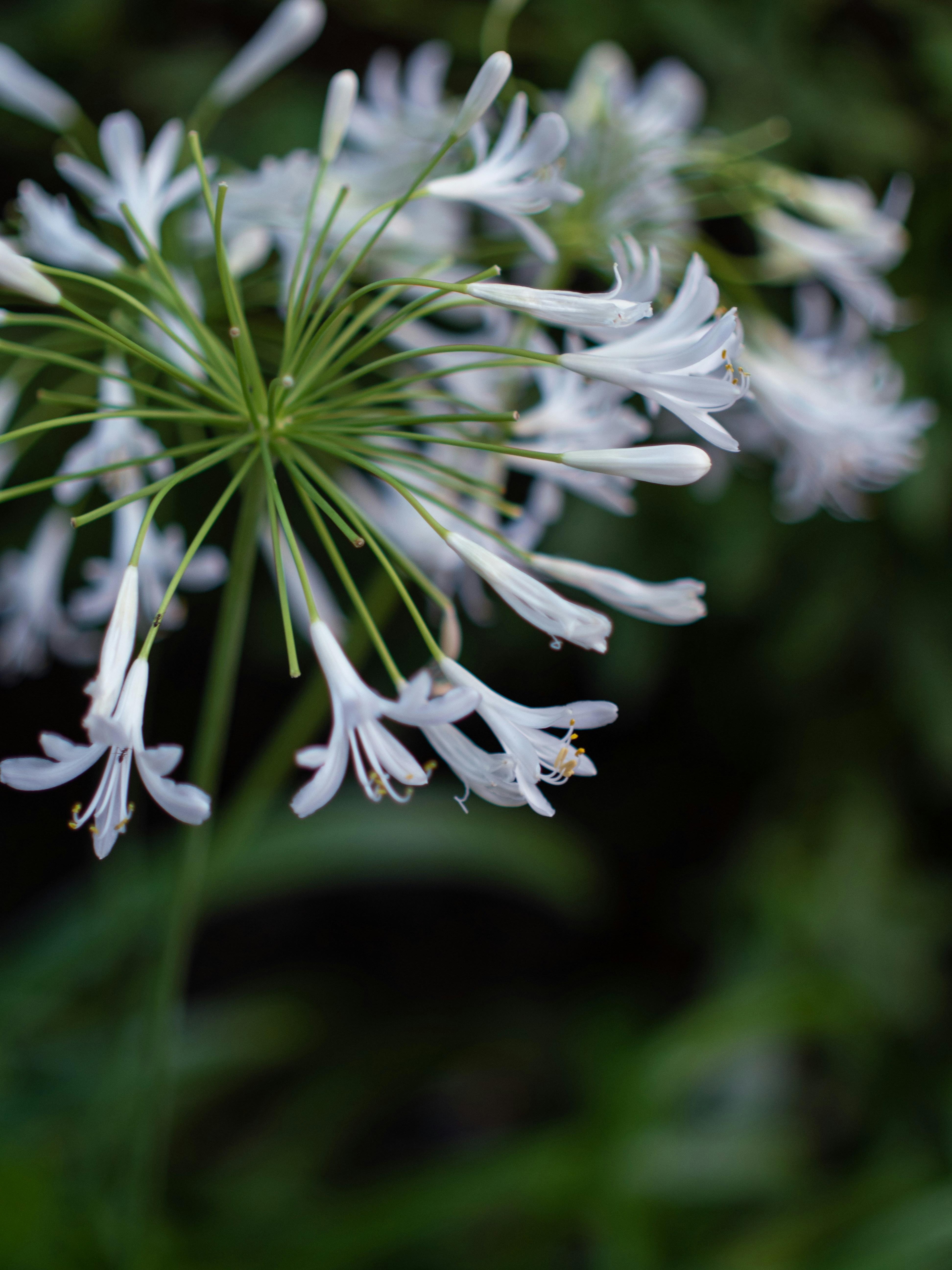 Photo by shellingfordyu