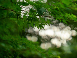 Peaceful nature scene with soft focus on leaves to convey calm and health