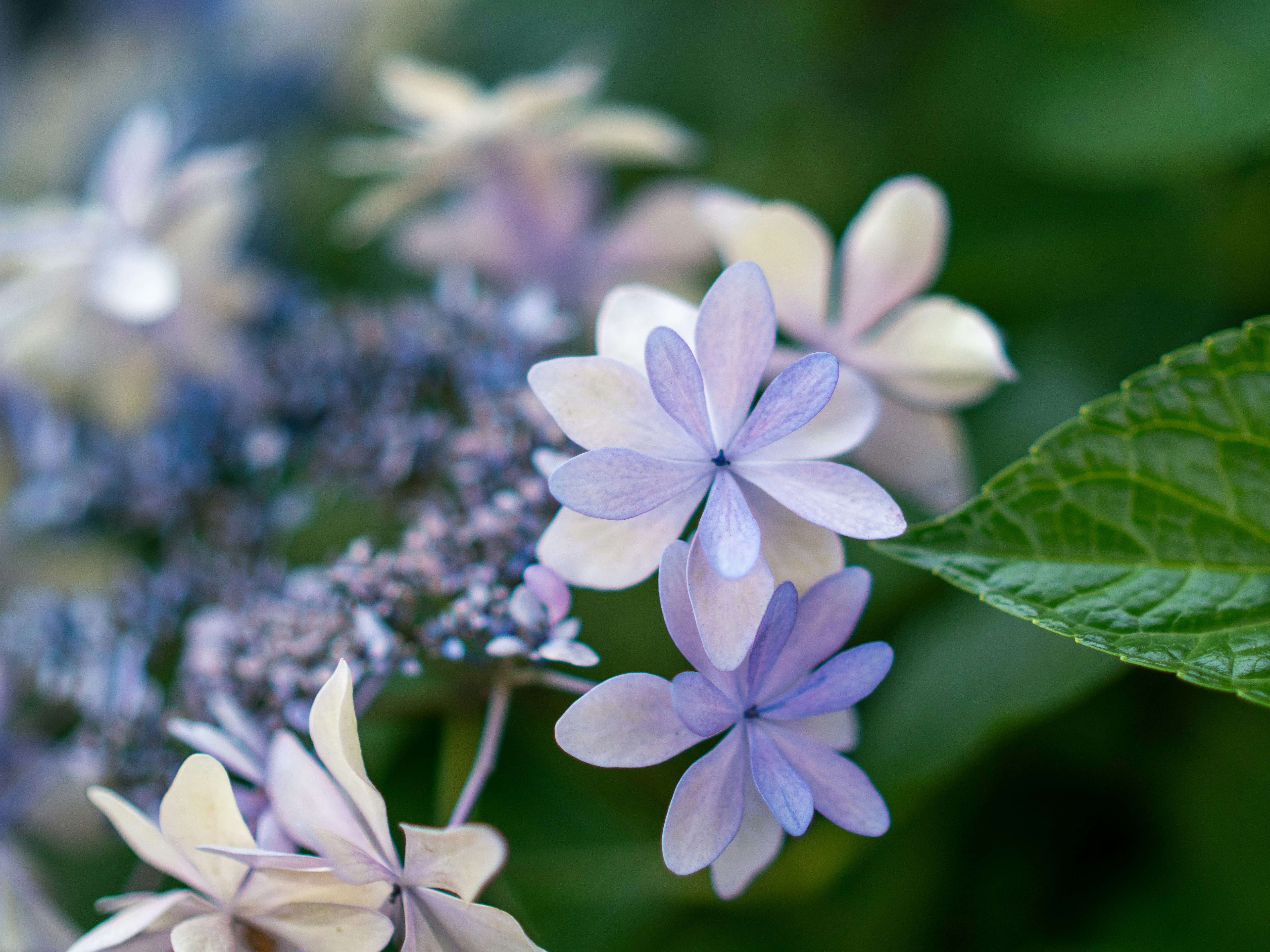 Photo by shellingfordyu