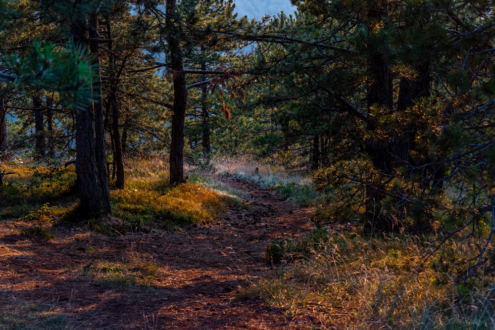 a path through a forest