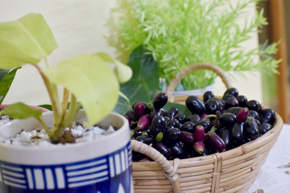 a basket of grapes and a bowl of grapes
