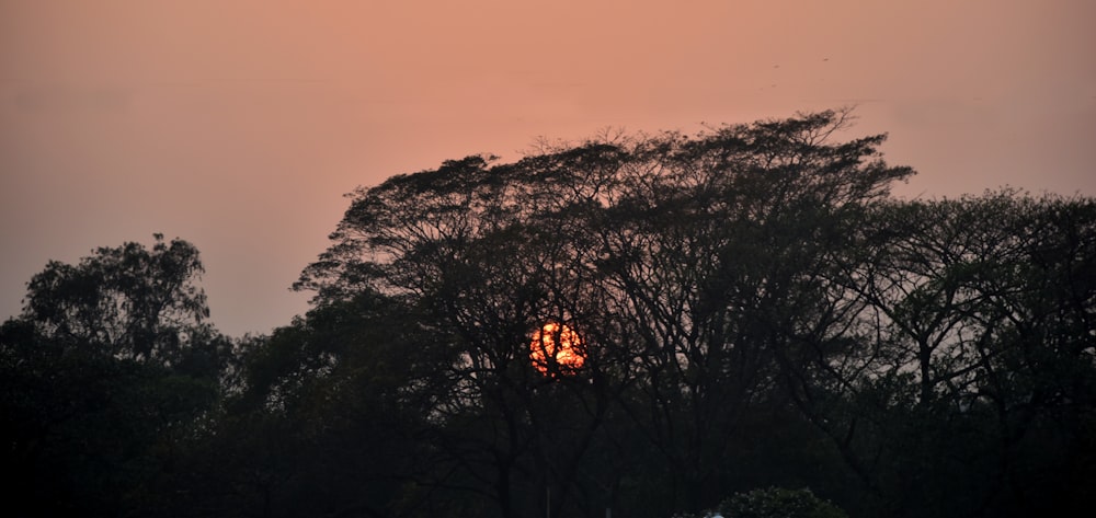 a silhouette of a tree