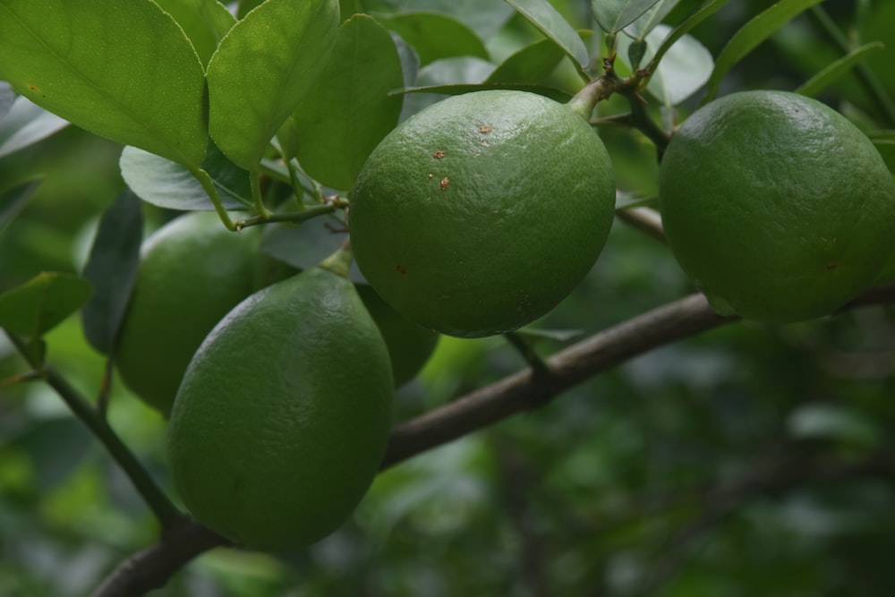 a group of green fruits on a tree