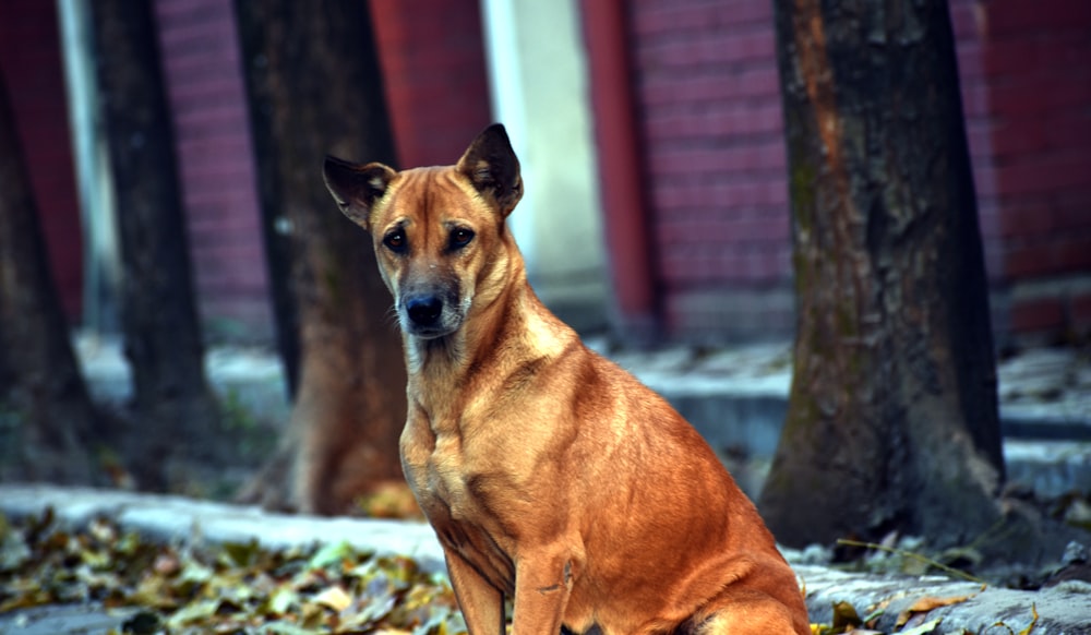 a dog sitting next to a tree