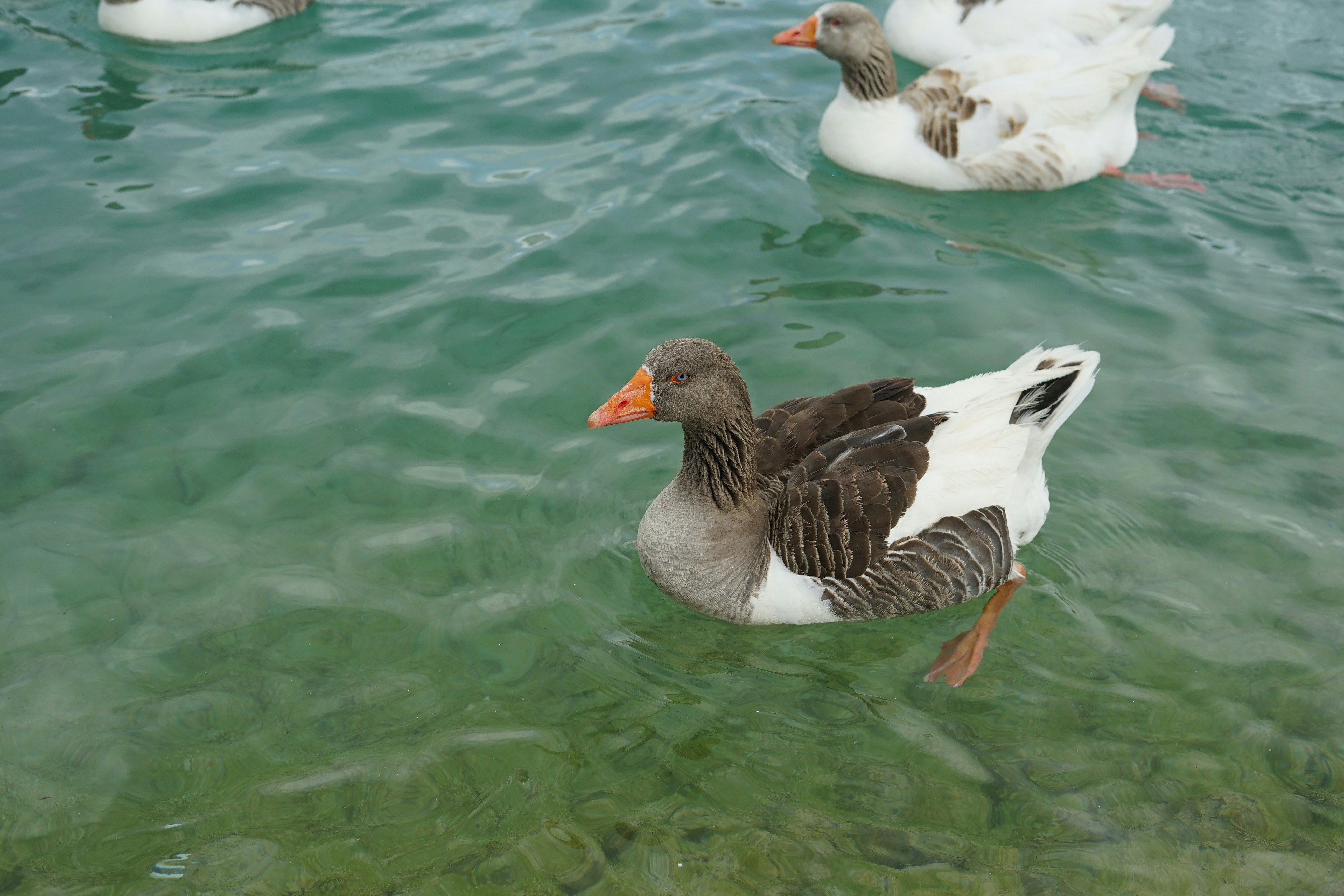 ducks swimming in water