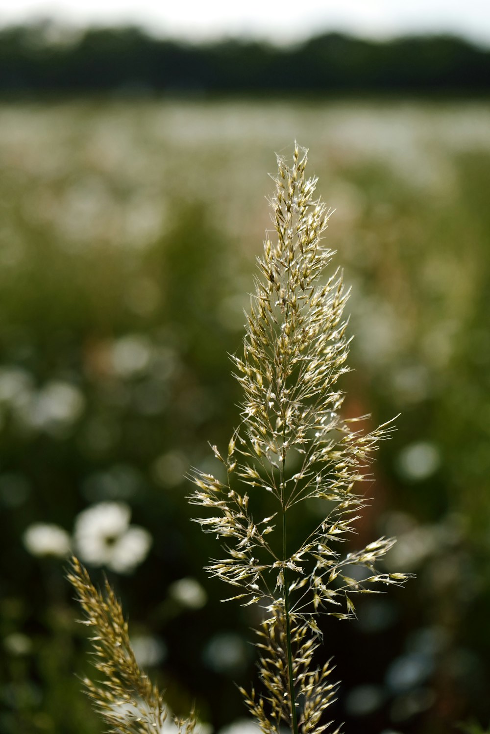 a close up of a plant