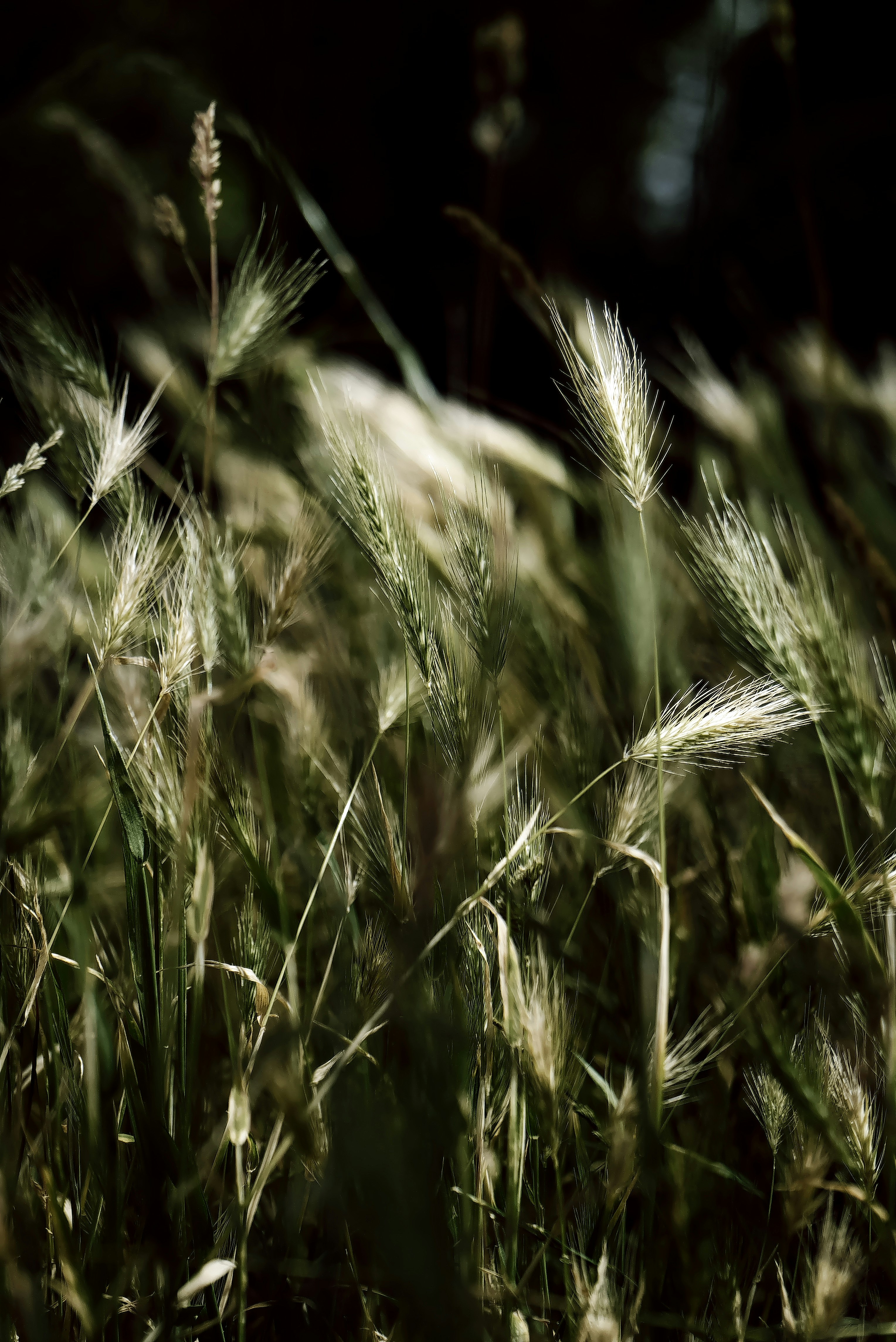 Some grass up close in focus