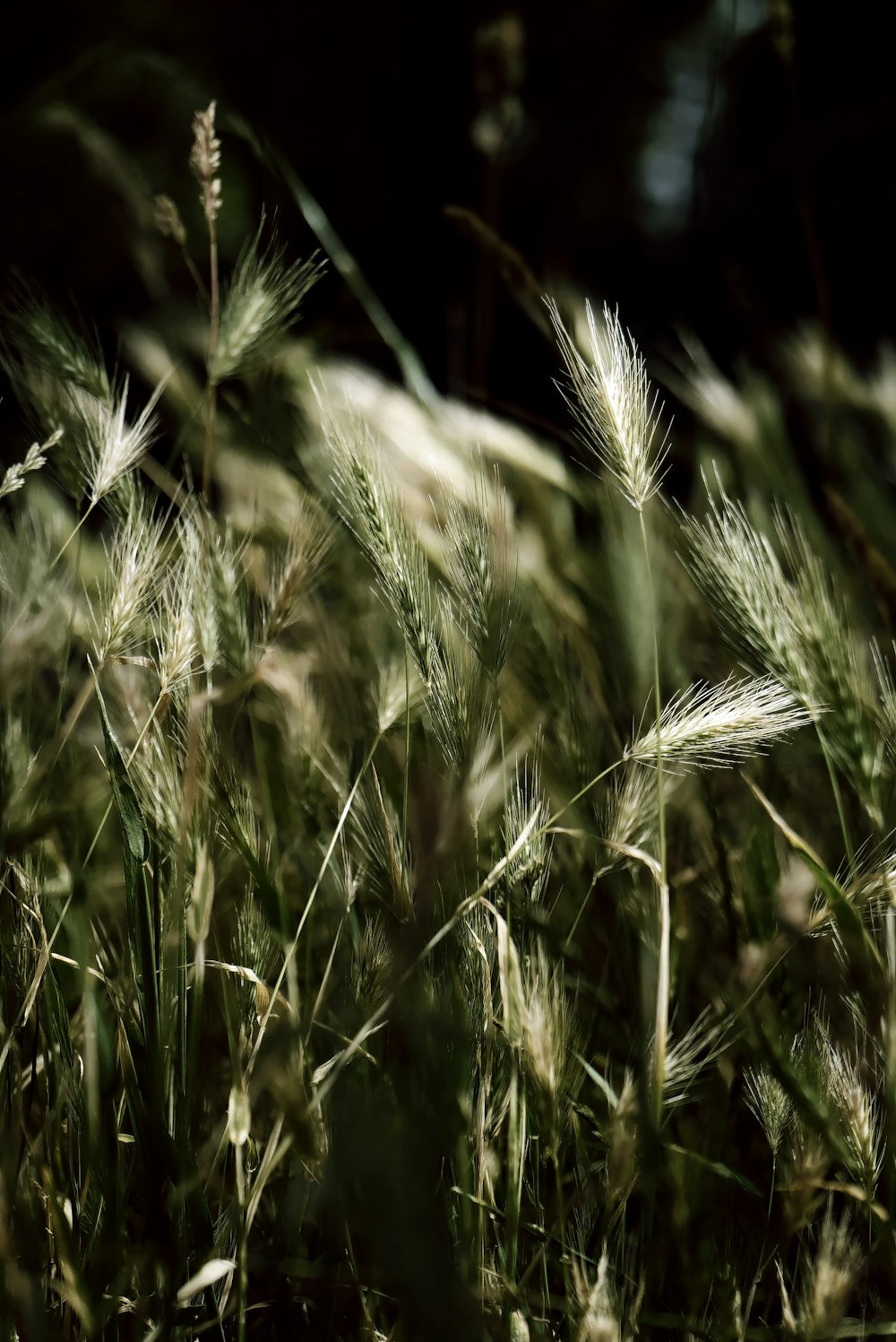 close up of grass