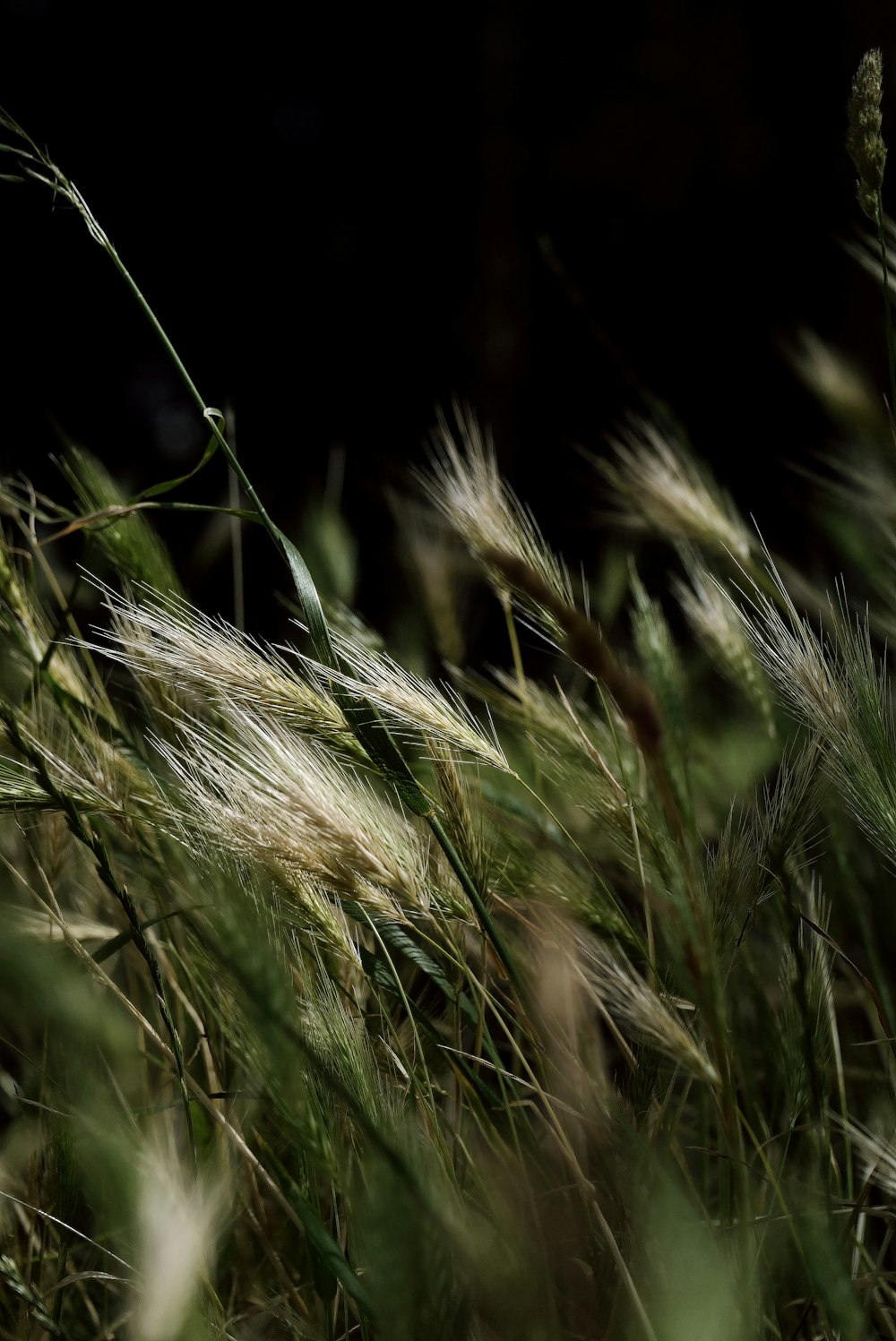 close up of a plant