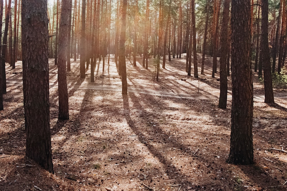 a dirt path through a forest