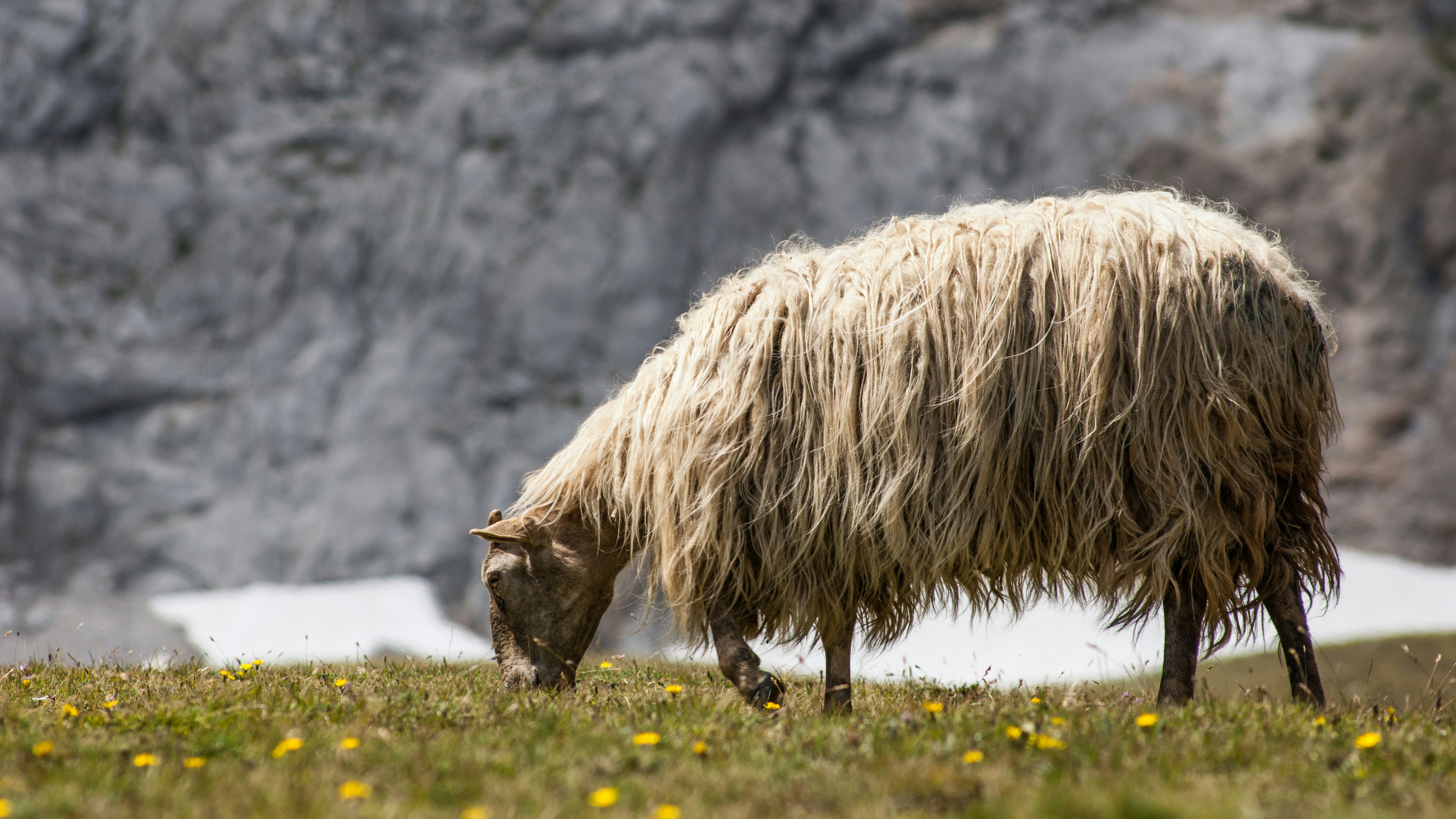 a sheep standing on top of a grass covered field
