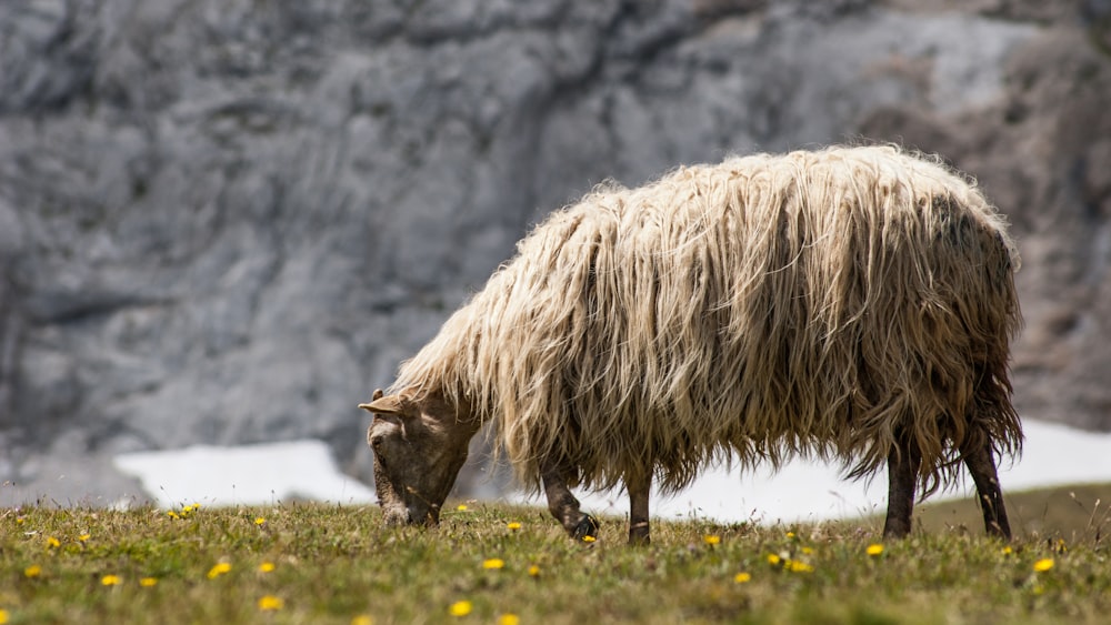 a sheep standing on top of a grass covered field