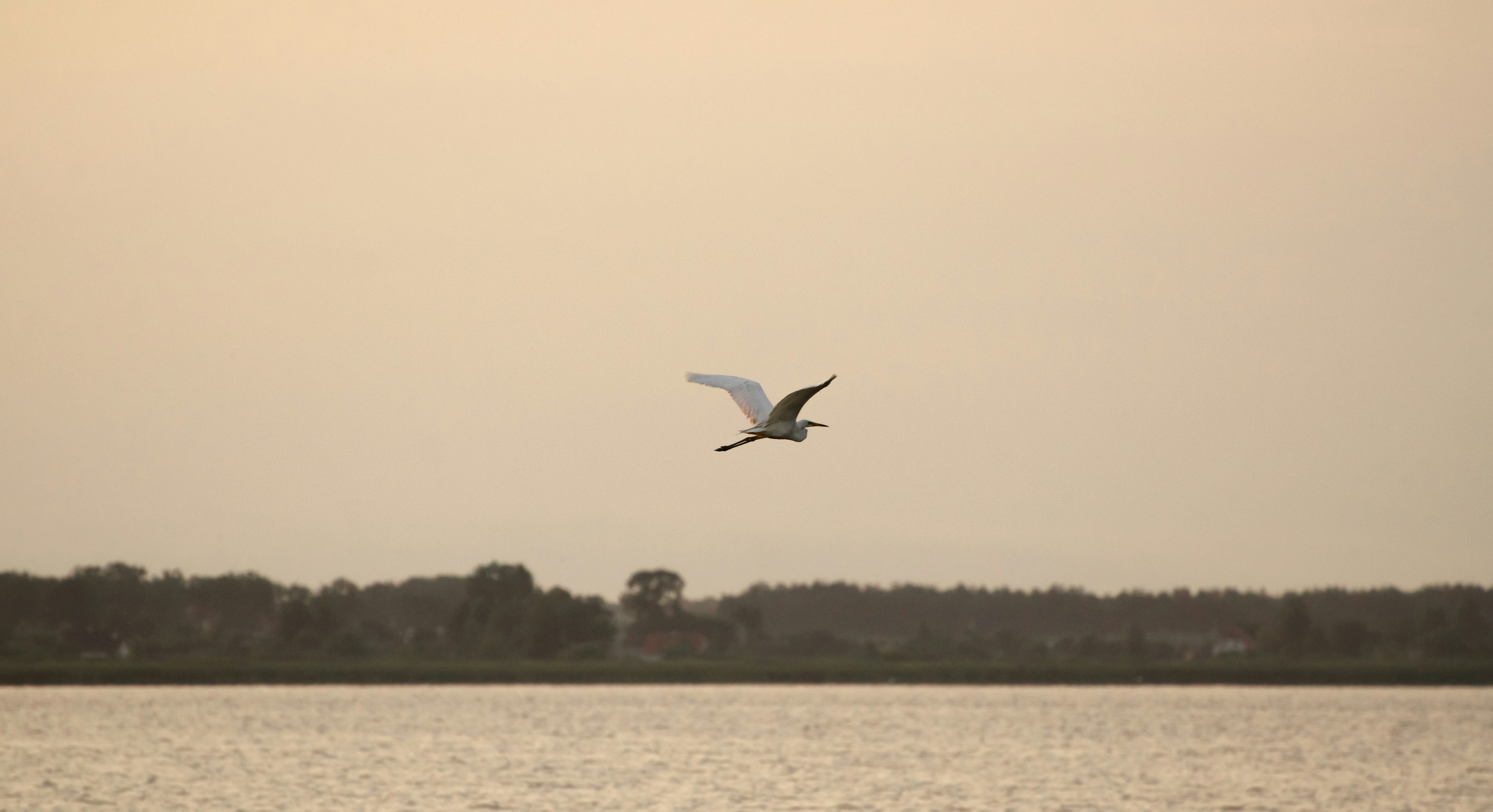a bird flying over water