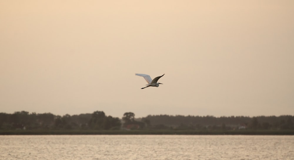 a bird flying over water