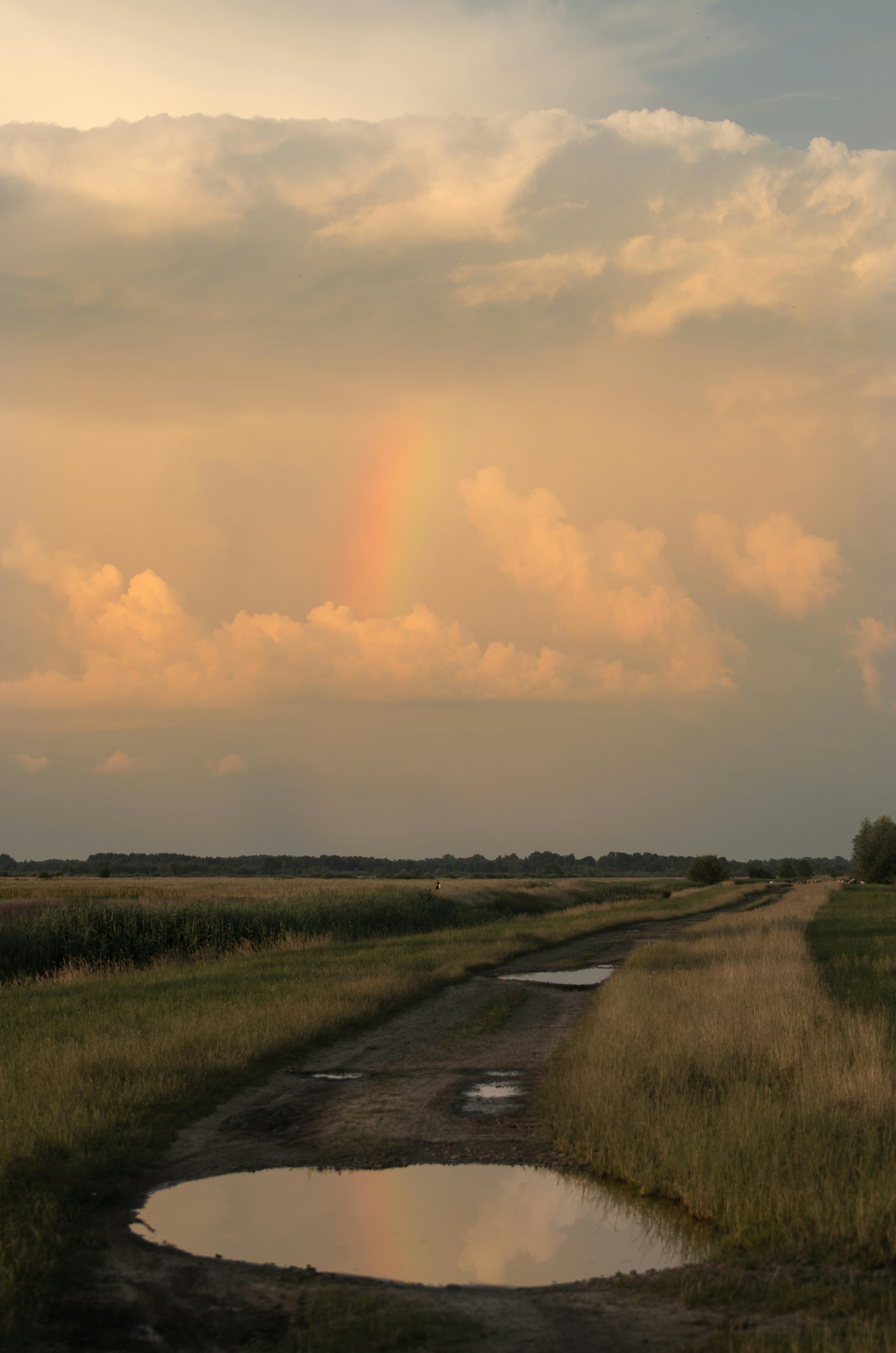a stream of water with grass and trees around it
