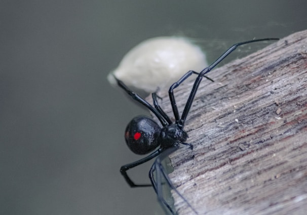 a bug on a leaf