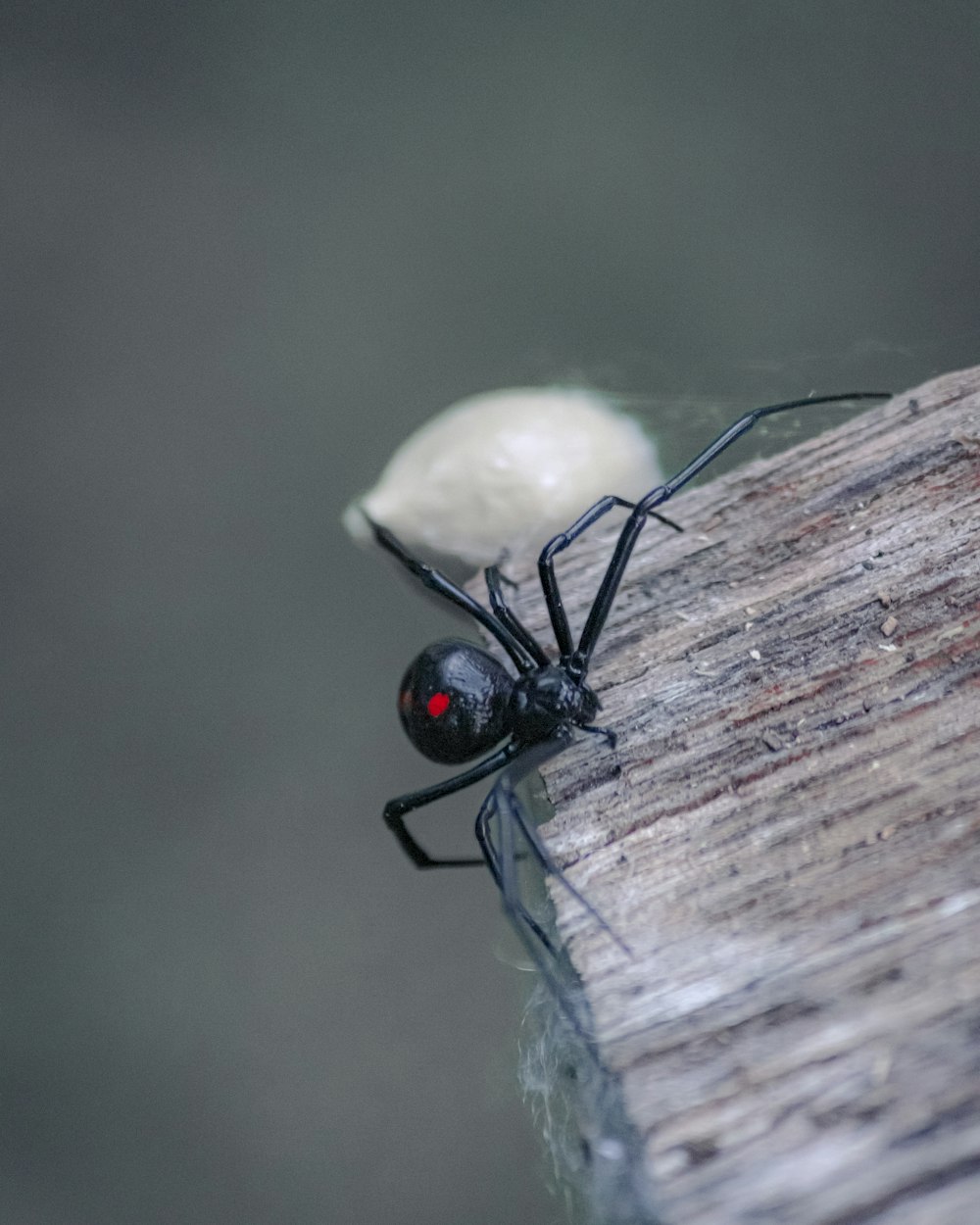 a bug on a leaf