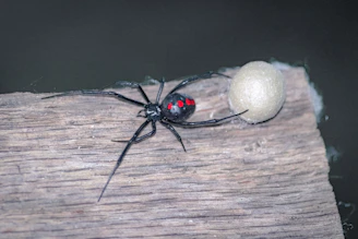a black and red bug