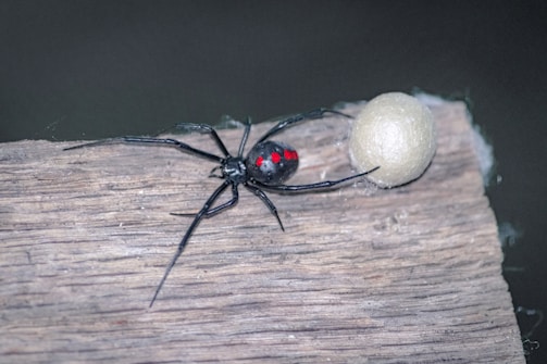 a black and red bug