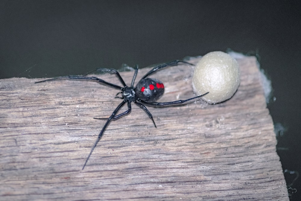 a black and red bug