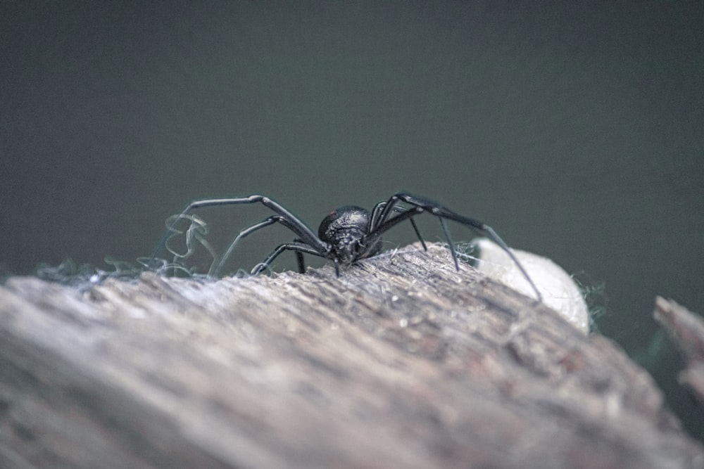 a black and white insect on a rock