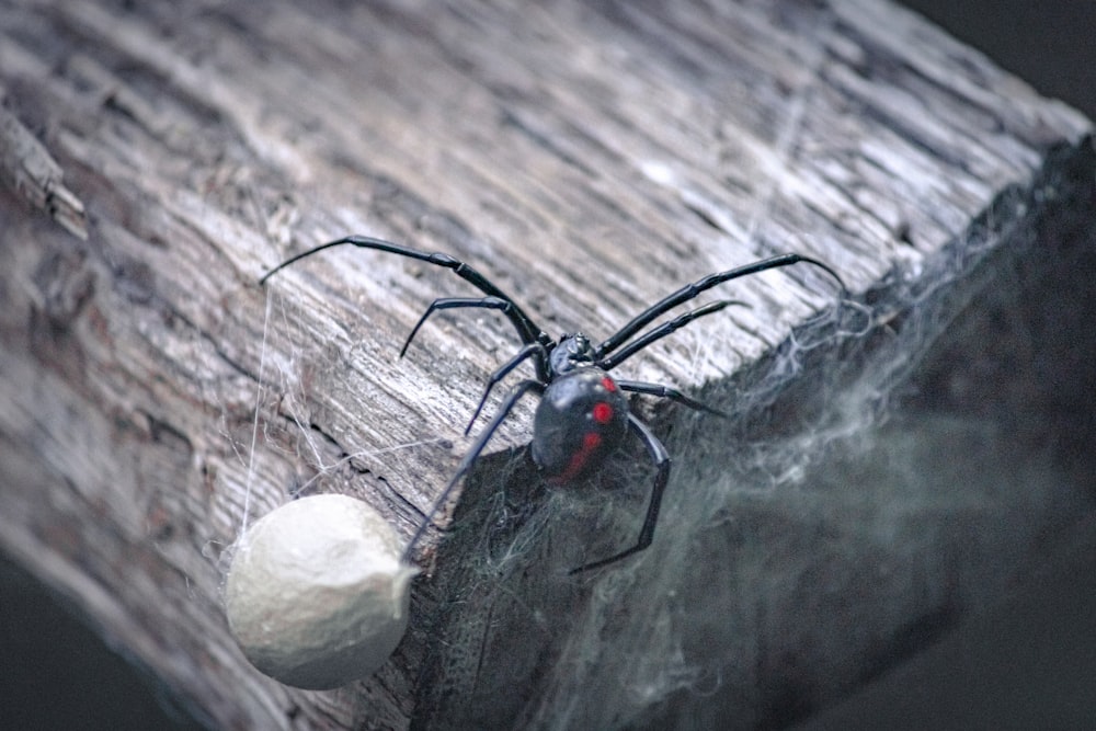 a black and red spider on a log