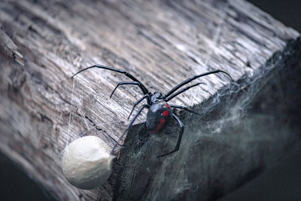 How to Get Rid of a Black Widow Spider