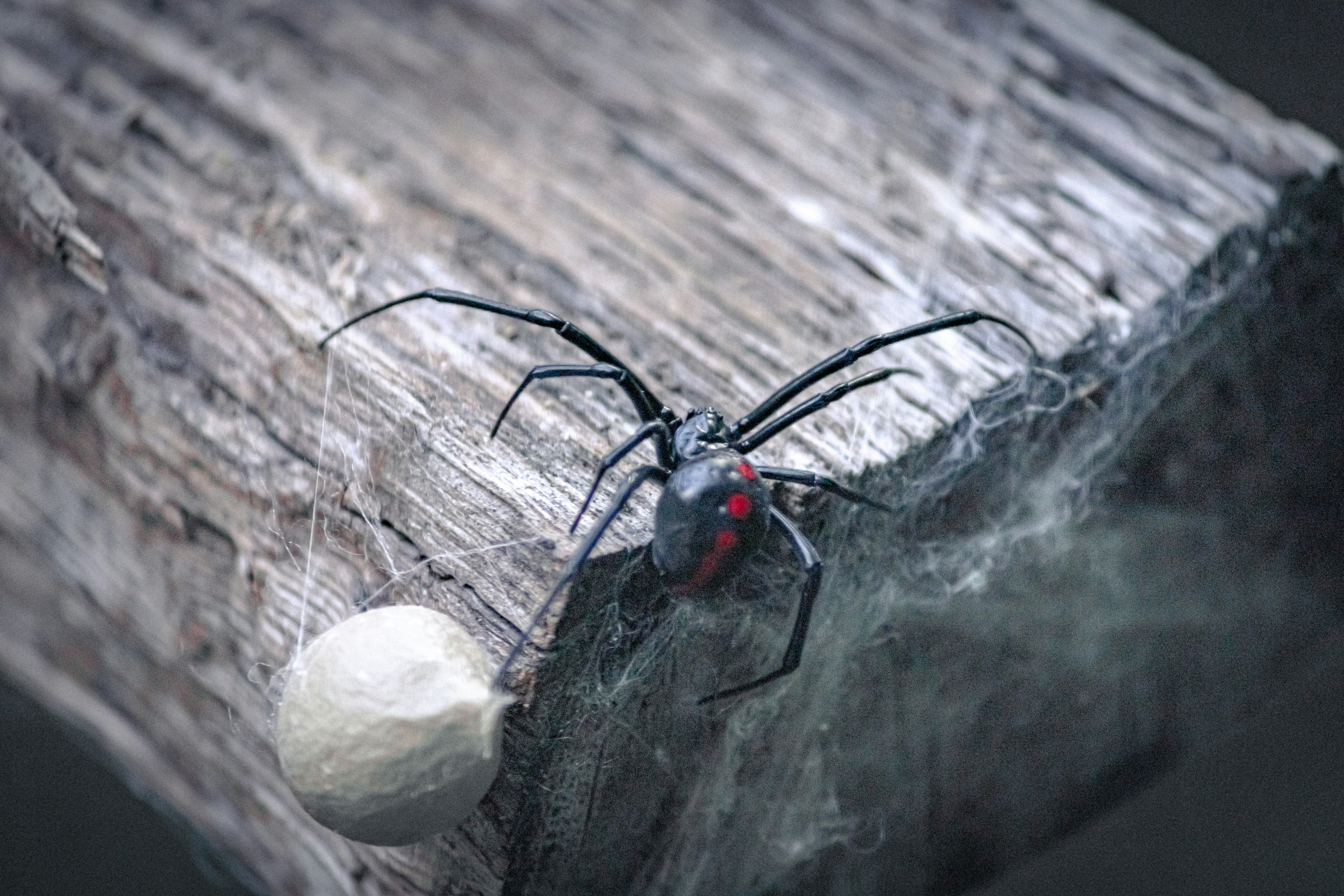 Can You Recommend Some Tree-dwelling Spider Species Suitable For Captivity?