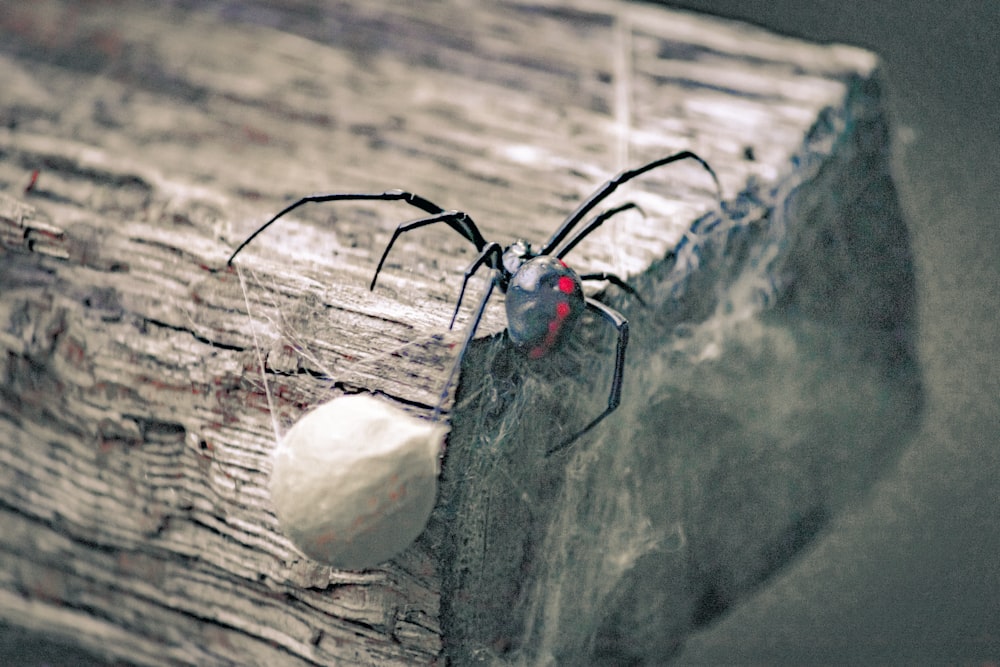 6 Big Spiders in Australia: An Informative Guide 9