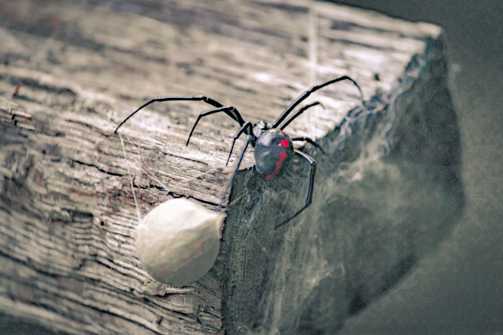 a spider on a log