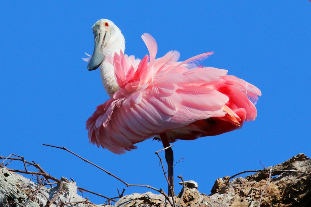 a pink flamingo on a branch