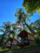Campground cabins nestled among tall pine trees under a bright sky.