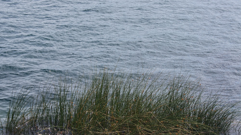 a body of water with grass and sand in front of it