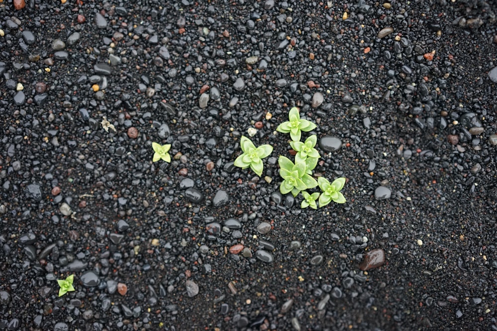 a group of small plants growing in the dirt