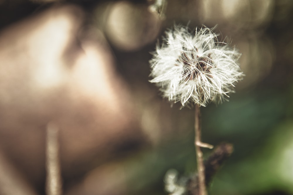 a close up of a dandelion flower