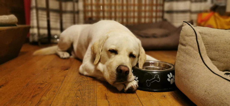 a Labrador retriever lying on a wood floor next to a food dish