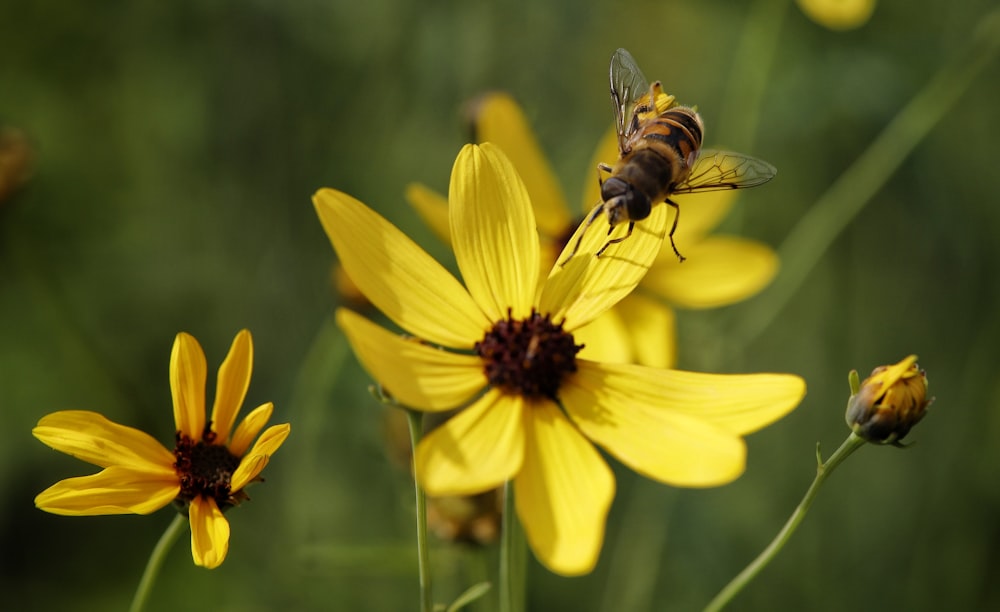 a bee on a yellow flower