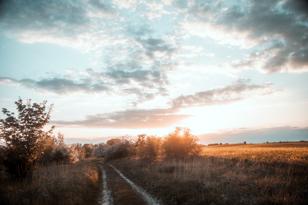 eine Straße mit Bäumen an der Seite