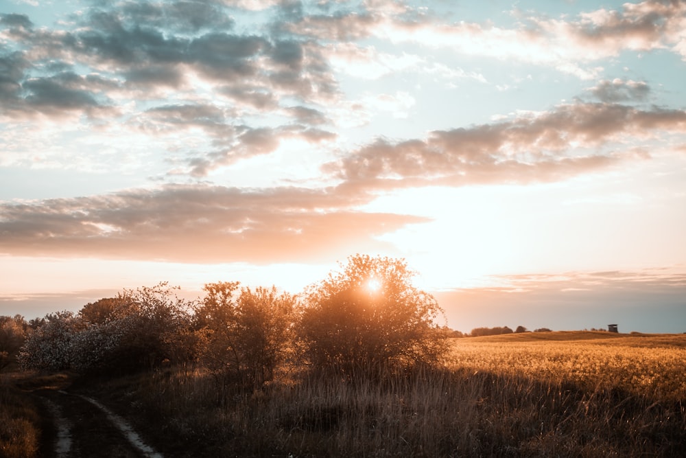 a field with trees and a sunset